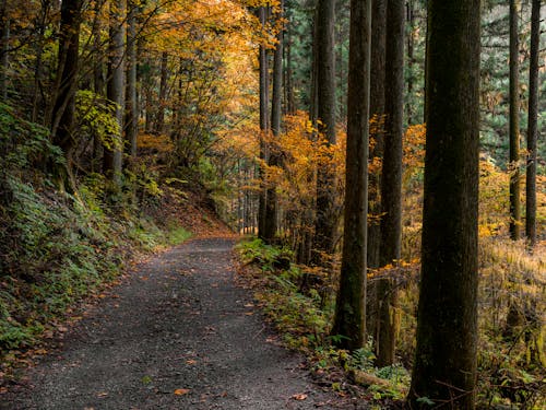 Autumn season jungle road. 