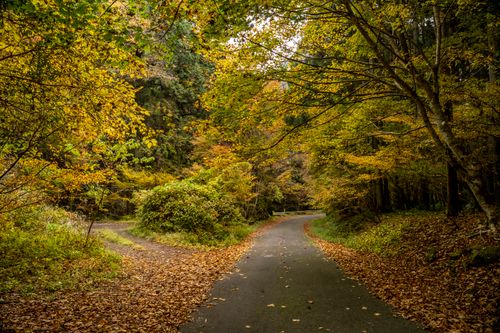 Free Serene autumn forest with fallen leaves and a winding path in Tokyo, Japan. Stock Photo
