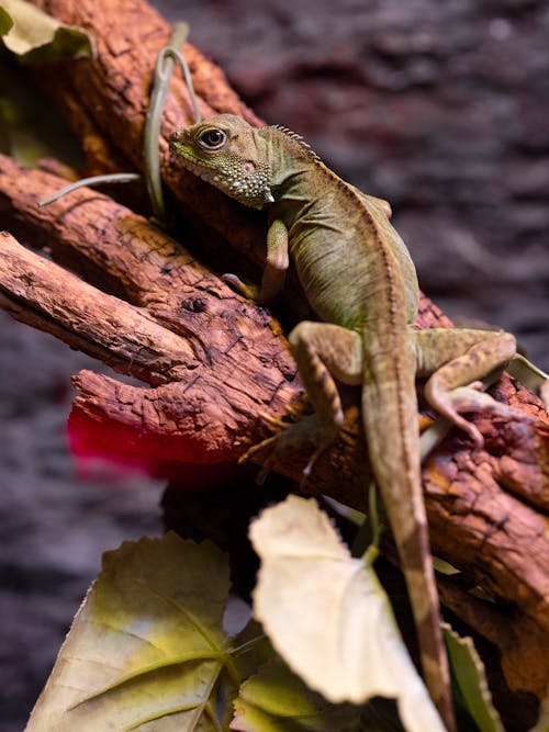 Foto profissional grátis de animais selvagens, animal, beleza