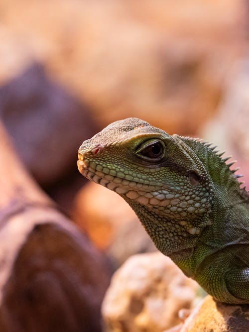 Foto d'estoc gratuïta de a l'aire lliure, animal, bellesa