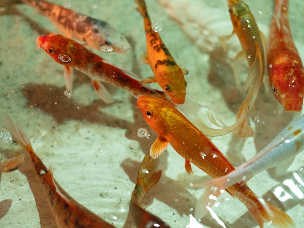 Základová fotografie zdarma na téma akvárium, barevný, divočina