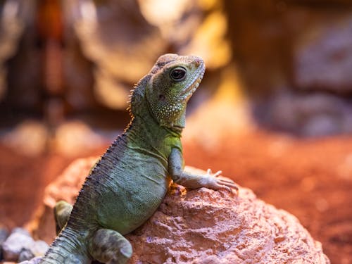 Chinese Water Dragon on Rock