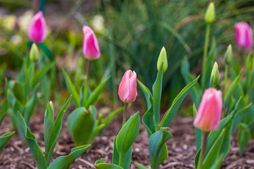 Foto stok gratis alam, berwarna merah muda, bunga tulip