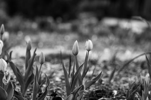 Imagine de stoc gratuită din alb-negru, flori, focalizare selectivă