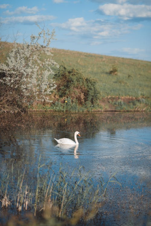 View of a Swan Swimming in a Body of Water 