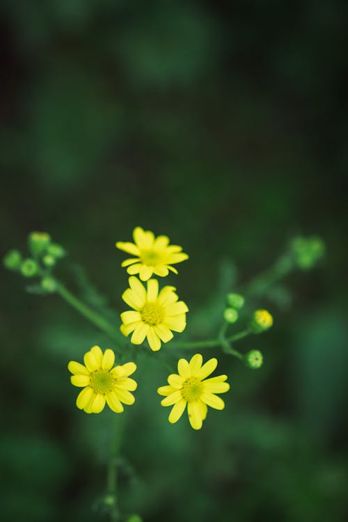 小さな黄色い花は