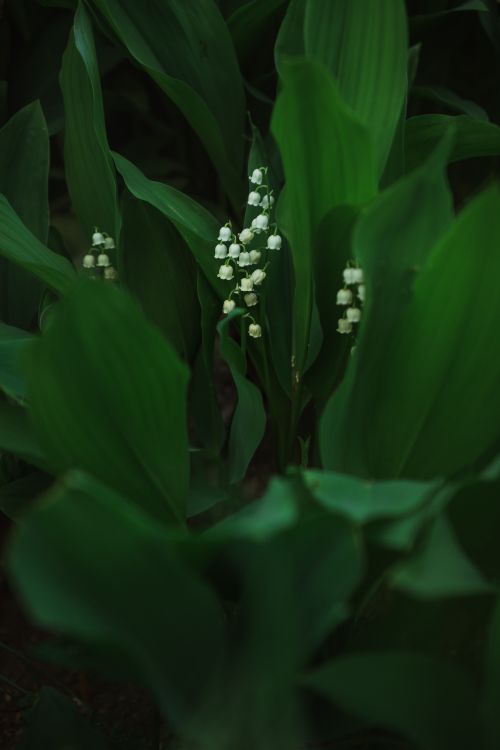 Free Serene lily of the valley flowers nestled amidst lush green leaves in a tranquil forest setting. Stock Photo