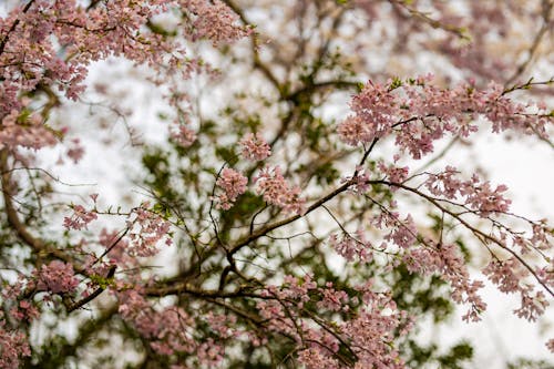 A close up of a pink cherry blossom tree