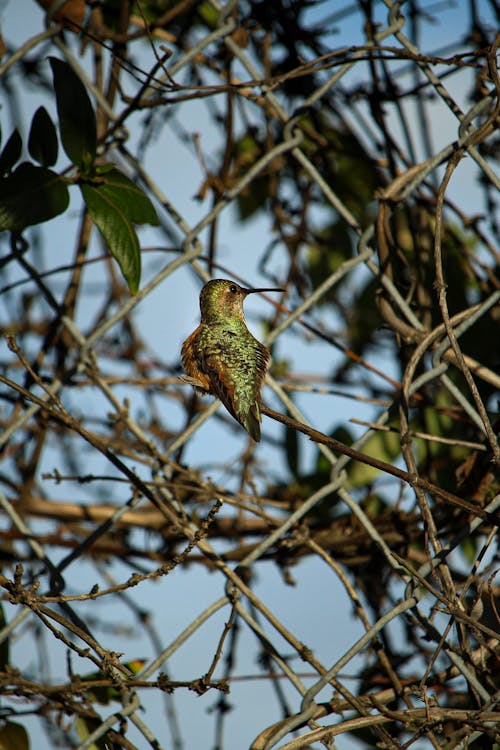 A bird is perched on a branch of a tree