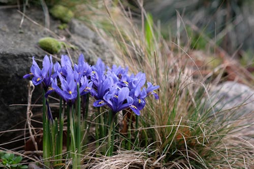 A group of purple flowers in a field