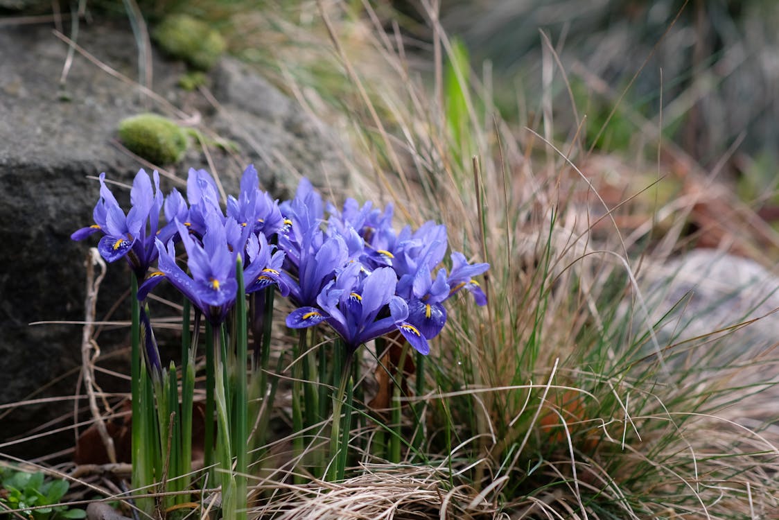 Gratis stockfoto met aarde, bloemen, fabrieken