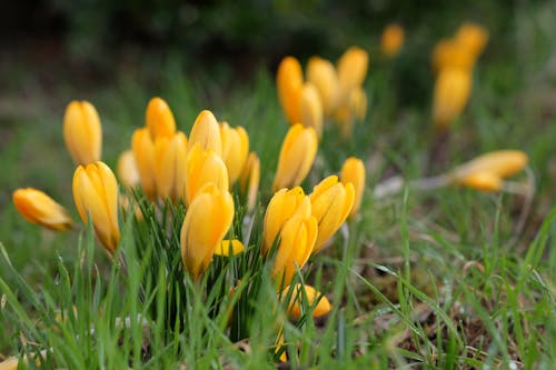 Безкоштовне стокове фото на тему «весна, Вибірковий фокус, жовтий»