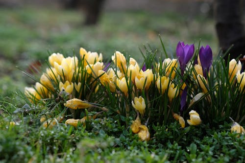 Základová fotografie zdarma na téma jaro, krokus, květiny