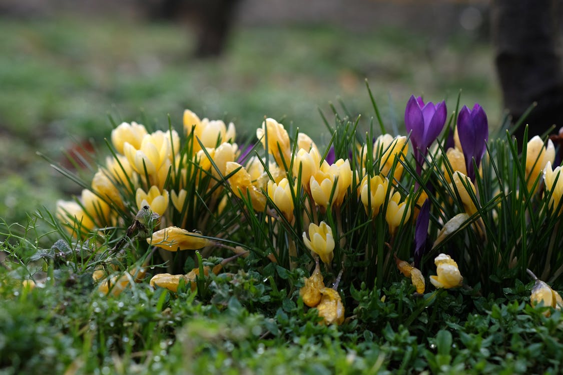 Gratis stockfoto met aarde, bloemen, fabrieken