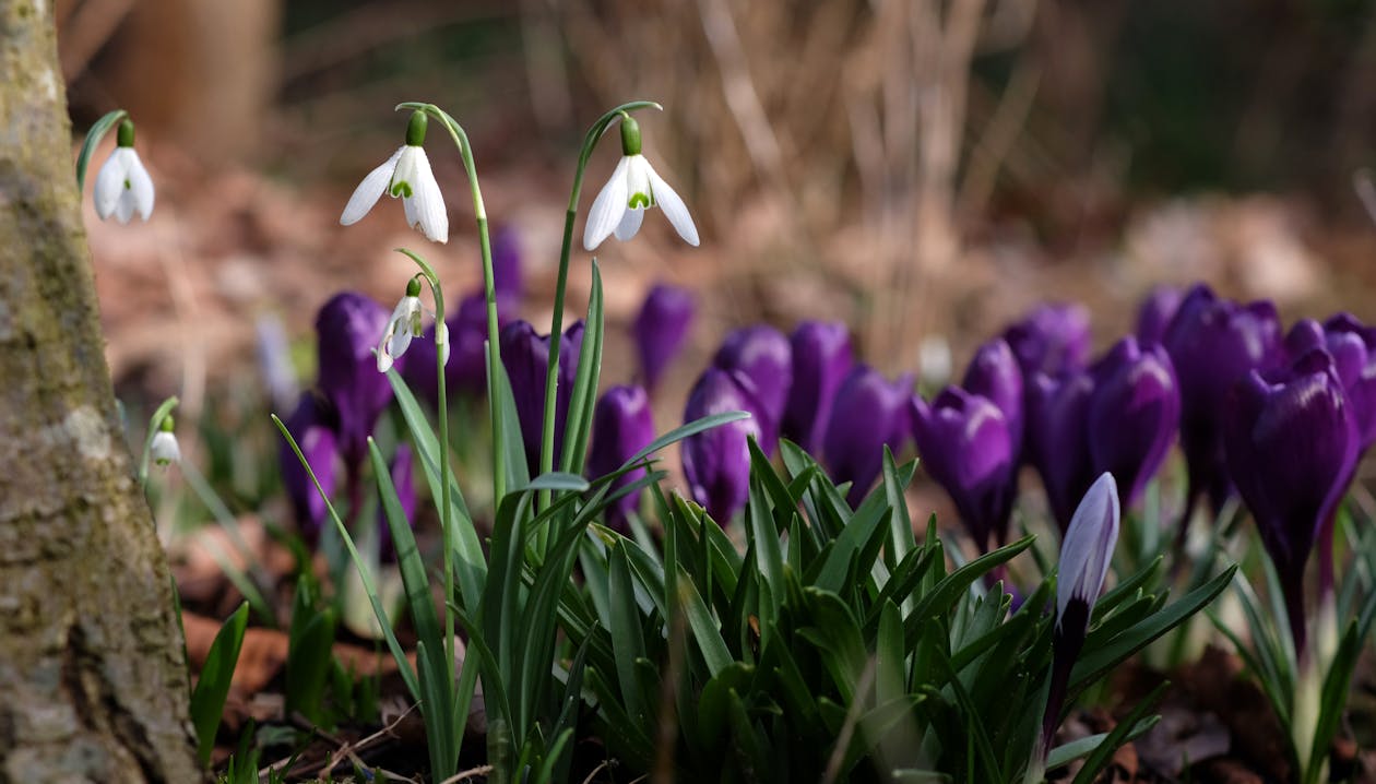 Gratis stockfoto met aarde, bloemen, fabrieken