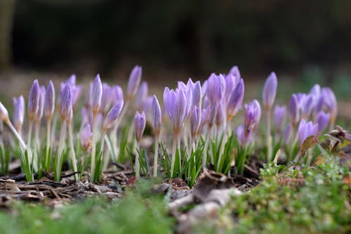 Základová fotografie zdarma na téma fialová, jaro, krokus