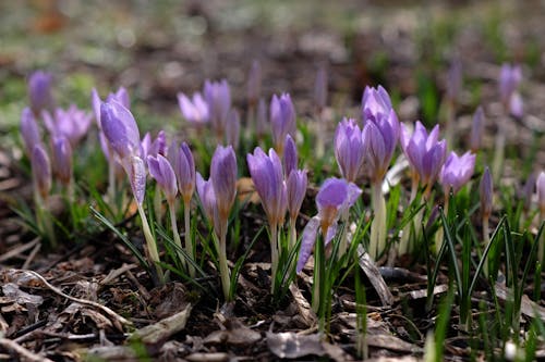 Purple crocus flowers are growing in the ground