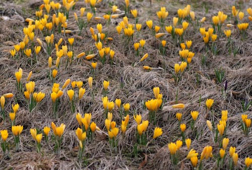 คลังภาพถ่ายฟรี ของ crocuses, whiteswans, กลางแจ้ง