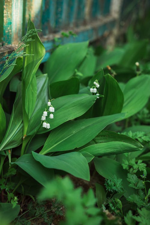 Foto d'estoc gratuïta de enfocament selectiu, flors, fulles