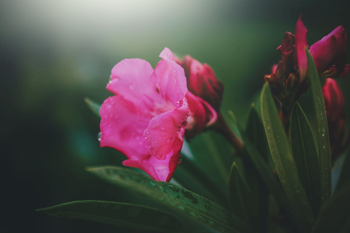 Free Pink Petaled Flower Bloom Close-up Photography Stock Photo