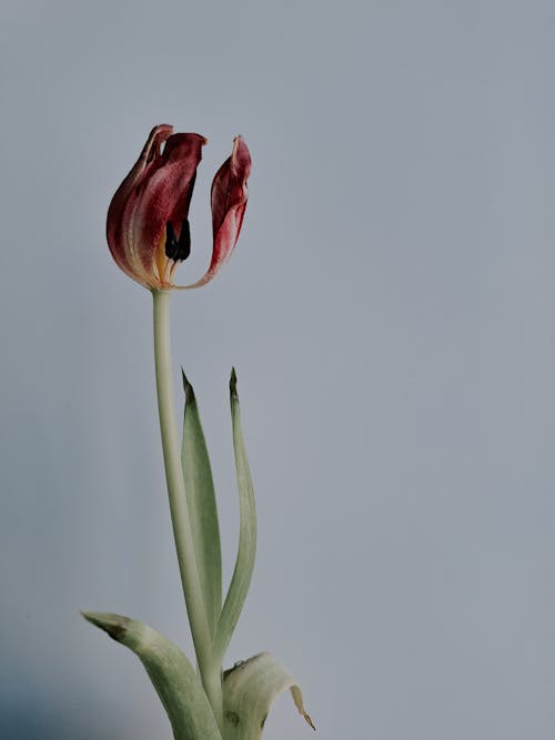 A single red tulip in a vase