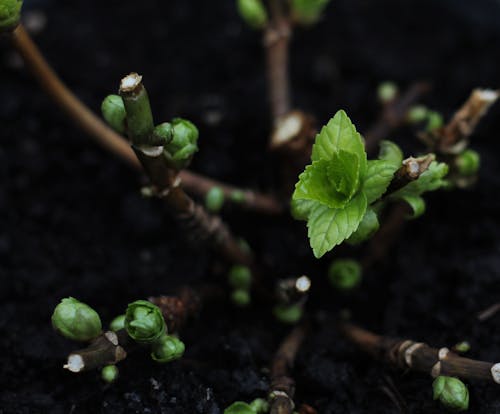 Δωρεάν στοκ φωτογραφιών με 4k, αναρριχητικό φυτό, άνοιξη