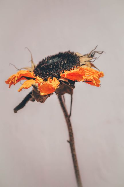 Detailed image of a withered sunflower with orange petals and dark center.