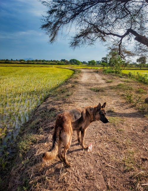 Foto stok gratis anjing, anjing gembala jerman, bidang