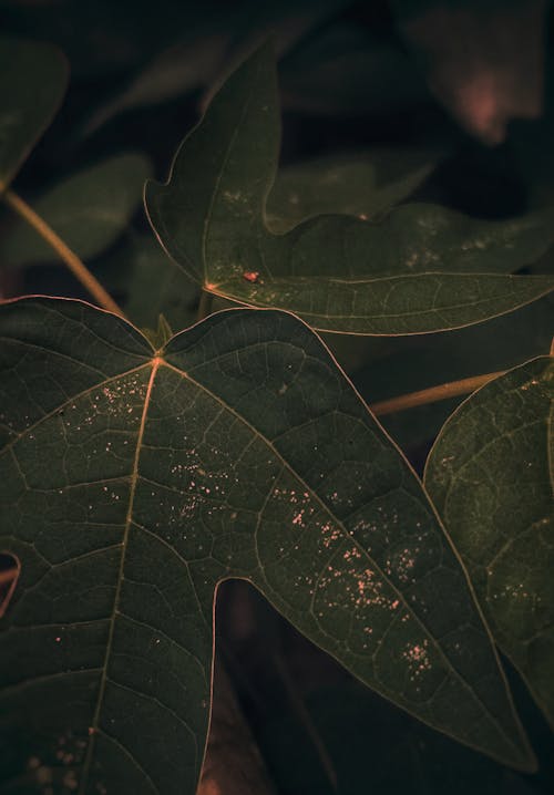 免费 绿色植物的选择性聚焦摄影 素材图片