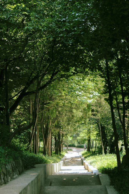 Gratis arkivbilde med frodig, løvverk, park