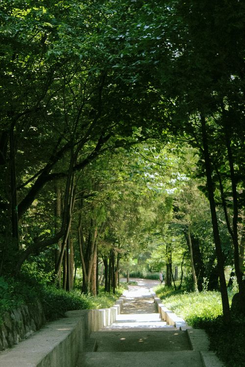 Free Tranquil forest path lined with lush green trees, inviting a peaceful summer stroll. Stock Photo