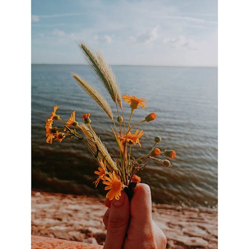 açık hava, ağaç, bitki örtüsü içeren Ücretsiz stok fotoğraf