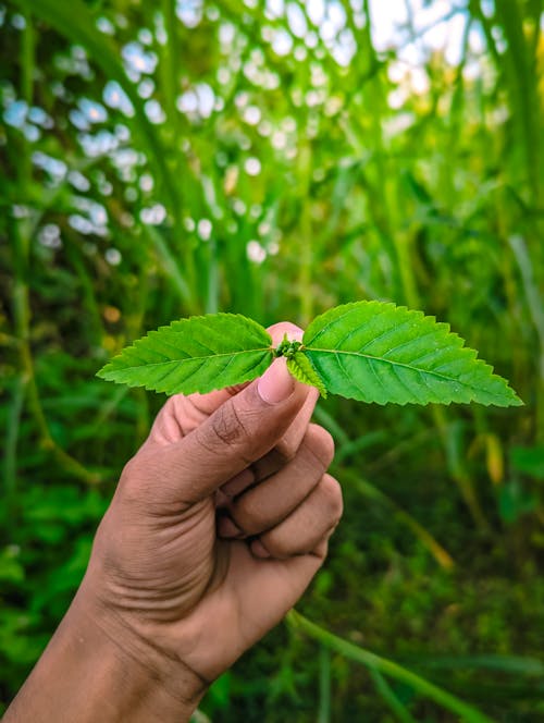 Foto profissional grátis de folha, folha verde, folhas verdes