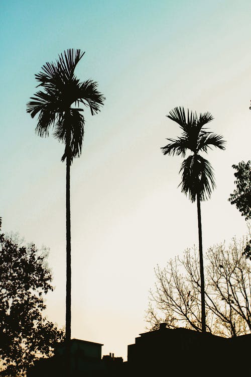 Бесплатное стоковое фото с восход, два дерева, дерево