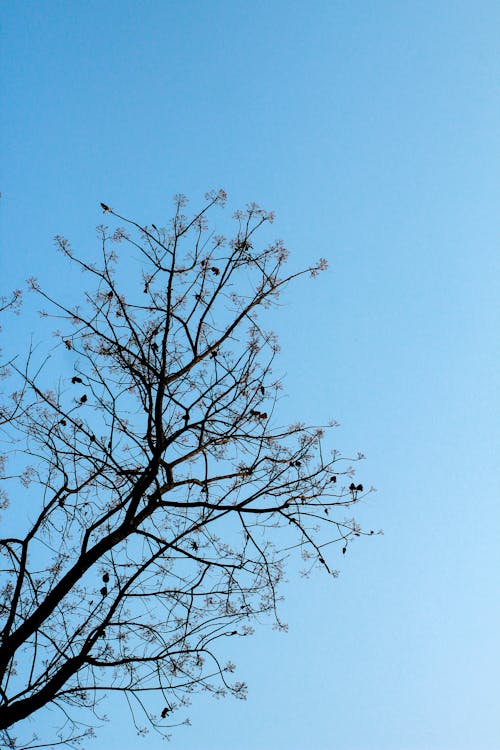 Foto profissional grátis de azul, beleza natural, céu azul