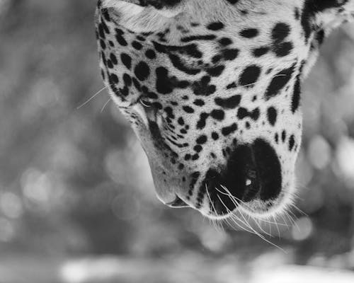 Základová fotografie zdarma na téma černobílý, detail, dívání se dolů