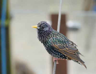 Common Starling