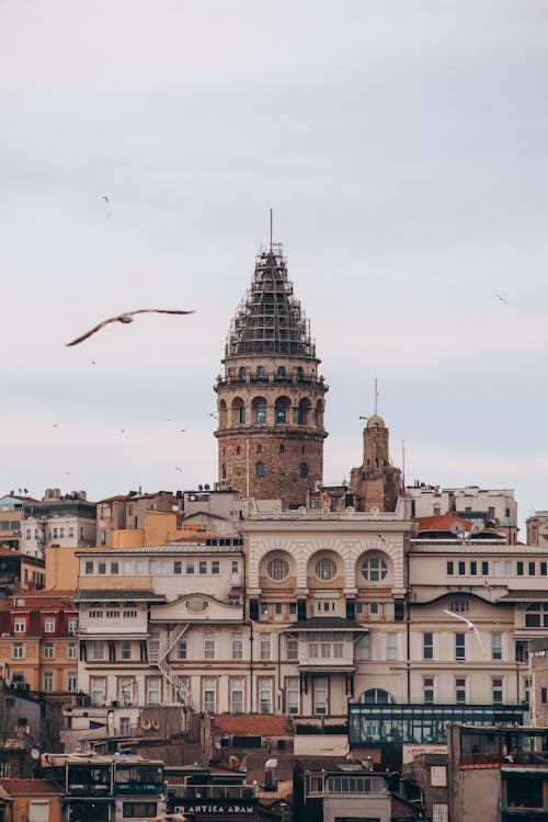 A bird flying over the city with a clock tower in the background