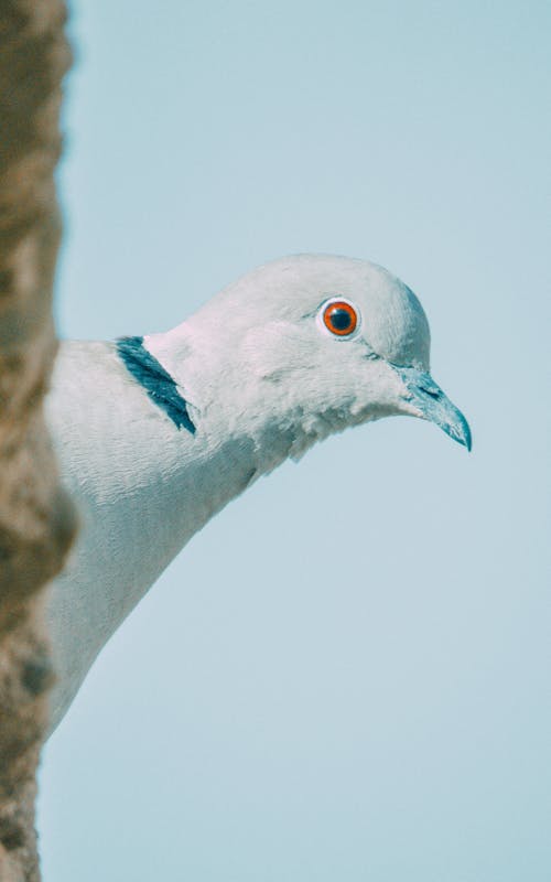 A pigeon with a red eye