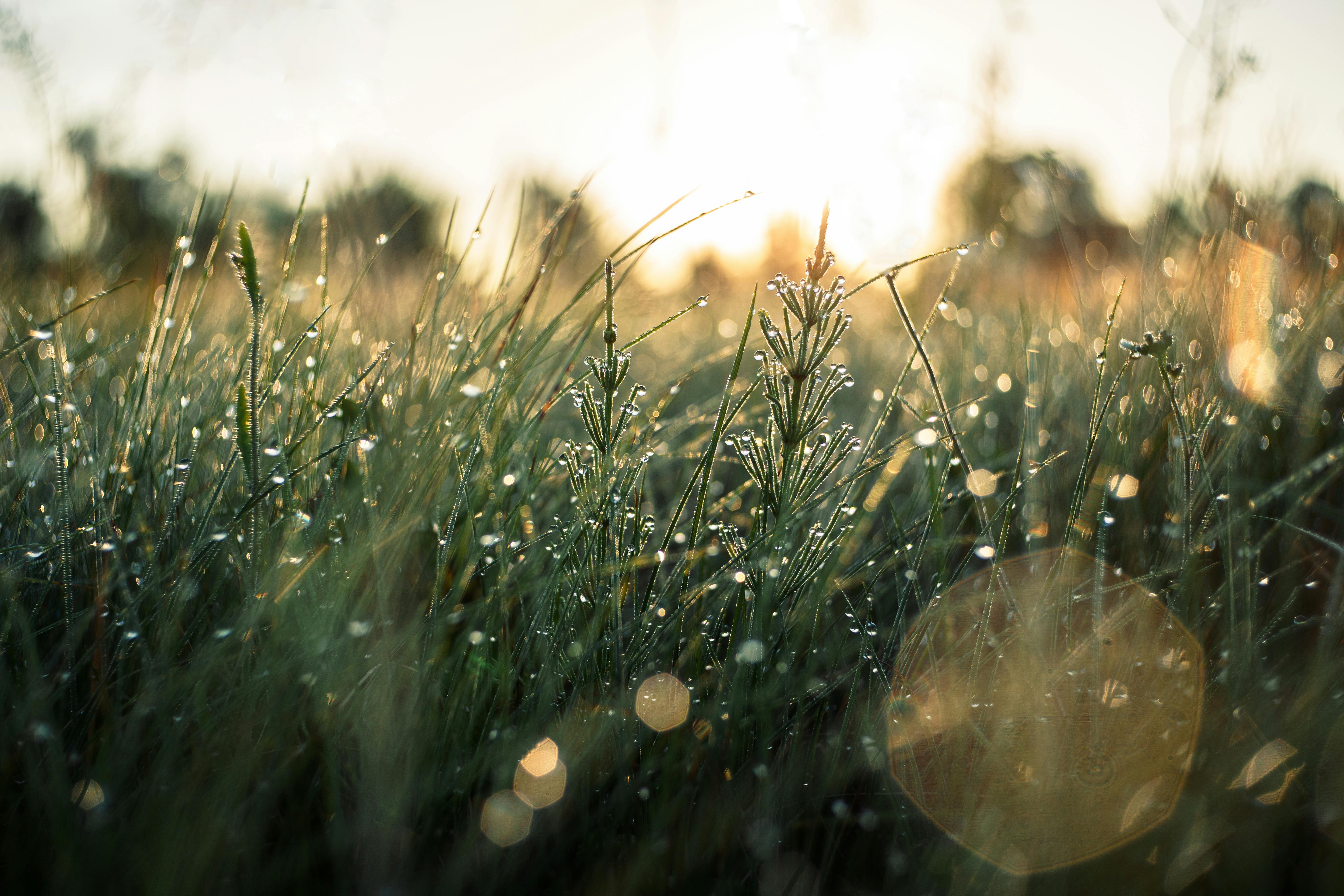 Beautiful shot of dew-covered grass in a field at sunrise, capturing the essence of nature's morning glow.