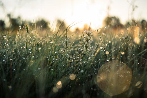 Základová fotografie zdarma na téma flóra, hřiště, kapky rosy