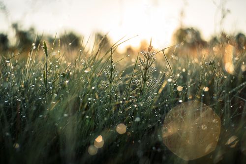 Free Beautiful shot of dew-covered grass in a field at sunrise, capturing the essence of nature's morning glow. Stock Photo