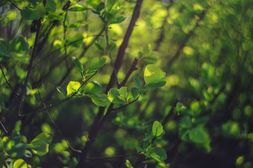 Kostnadsfri bild av buskar, grenar, löv