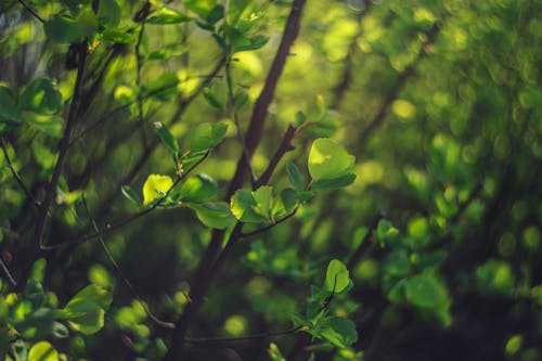 Branches with Foliage in Summer