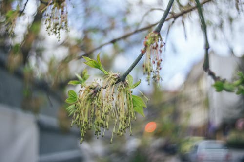 Fotobanka s bezplatnými fotkami na tému jar, jarné pozadie, kvet ovocného stromu