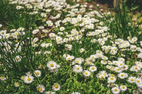 Beyaz çiçekler, büyüme, çayır içeren Ücretsiz stok fotoğraf