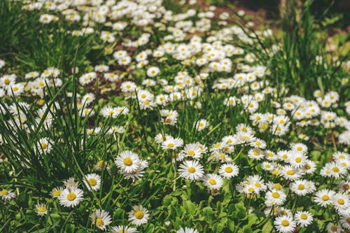 Foto profissional grátis de aumento, campo de feno, flora