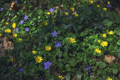 Gratis lagerfoto af blomster, frodig, gul