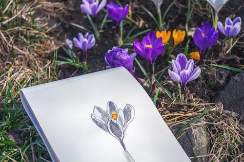 Fotobanka s bezplatnými fotkami na tému denné umenie, jar, jarné pozadie