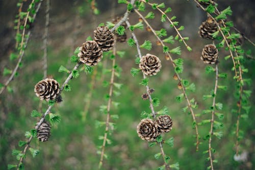 Pine cones on a branch in the woods